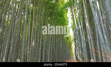 Bamboo Forest Arashiyama in Kyoto, Japan Stock Photo
