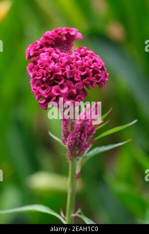 Indonesia Bali - Ubud  - Red Cockscomb - Celosia argentea var. cristata Stock Photo