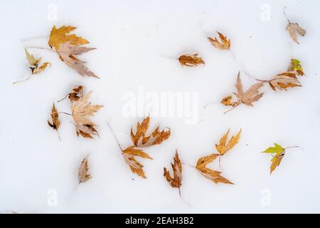 Silver maple leaves (Acer saccharinum) lying on snow-covered forest floor, October, E USA, by Dominique Braud/Dembinsky Photo Assoc Stock Photo