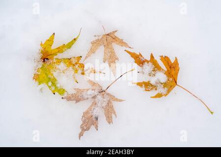 Silver maple leaves (Acer saccharinum) lying on snow-covered forest floor, October, E USA, by Dominique Braud/Dembinsky Photo Assoc Stock Photo