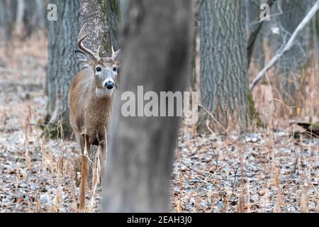 White-tailed deer buck (Odocoileus virginianus), rutting season, late Autumn, E N. America, by Dominique Braud/Dembinsky Photo Assoc Stock Photo
