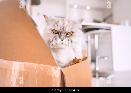 Beautiful grey cat sitting in cardboard box and looking towards camera Stock Photo