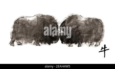 Head-butting musk oxen, vector sumi-e illustration. Oriental ink wash painting. Symbol of the eastern new year of the Ox. Stock Vector