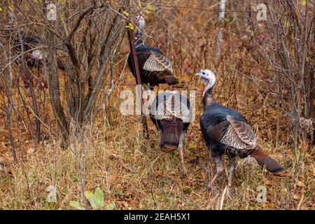 Eastern wild turkeys (Meleagris gallopavo) walking under a barbed wire fence, horizontal Stock Photo