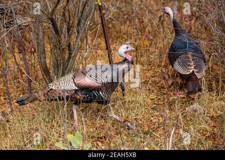 Eastern wild turkeys (Meleagris gallopavo) walking under a barbed wire fence, horizontal Stock Photo