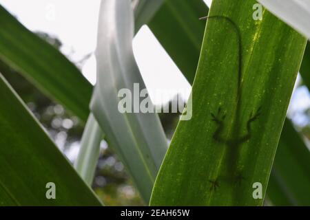 Shadow of a lizard on a leaf at the Waimea Valley Botanical Gardens. Stock Photo