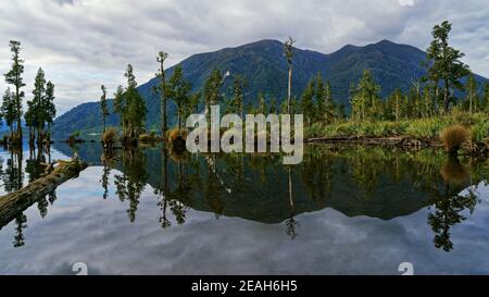 Kahikatea New Zealand white pine trees growing out of Lake Brunner and reflected in the water on a still cloudy day. Stock Photo