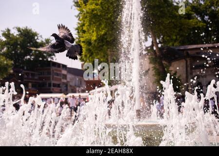 Selective focus of a pigeon flying above a fountain in a park Stock Photo