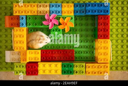 cute hamster playing in a building made by toy blocks Stock Photo