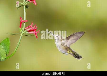 Anna's Hummingbird juvenile male, Calypte anna, feeding at Stachys coccinea flower. Stock Photo