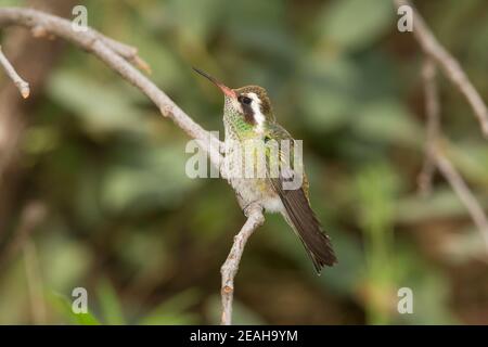 White-eared Hummingbird immature male, Hylocharis leucotis, perched on twig. Stock Photo