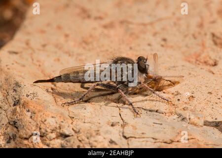 Unidentified Robber Fly female with prey, Efferia sp., Asilidae. Length 16 mm. Stock Photo