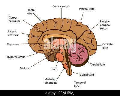 Vector isolated illustration of brain components in man head. Human brain detailed anatomy. Stock Vector