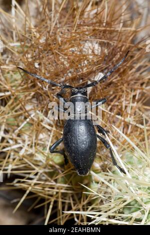 Cactus Longhorned Beetle, Moneilema gigas, Cerambycidae. Stock Photo