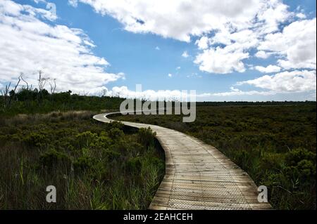 The boardwalk in Warringine Park, near Hastings in Victoria, Australia, snakes its way across the marshes - and keeps your feet out of the mud! Stock Photo