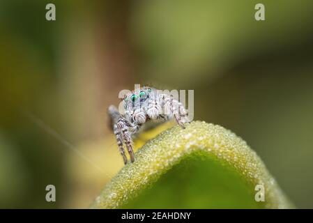 Coastal Peacock spider - Maratus speciosus, Western Australia Stock Photo