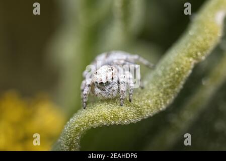 Coastal Peacock spider - Maratus speciosus, Western Australia Stock Photo