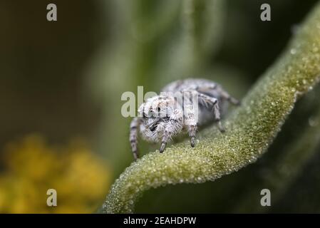 Coastal Peacock spider - Maratus speciosus, Western Australia Stock Photo