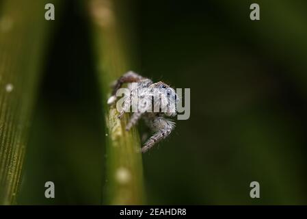 Coastal Peacock spider - Maratus speciosus, Western Australia Stock Photo