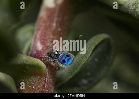 Coastal Peacock spider - Maratus speciosus, Western Australia Stock Photo