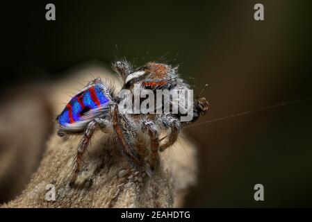 Coastal Peacock spider - Maratus speciosus, Western Australia Stock Photo