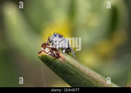 Coastal Peacock spider - Maratus speciosus, Western Australia Stock Photo