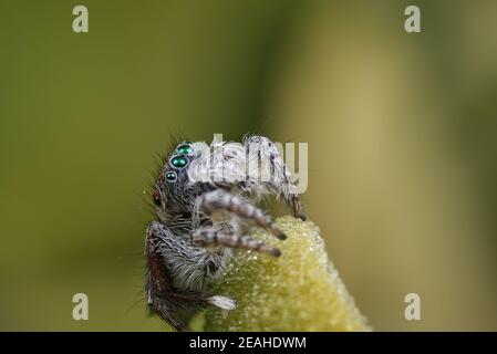 Coastal Peacock spider - Maratus speciosus, Western Australia Stock Photo