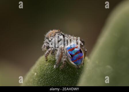 Coastal Peacock spider - Maratus speciosus, Western Australia Stock Photo