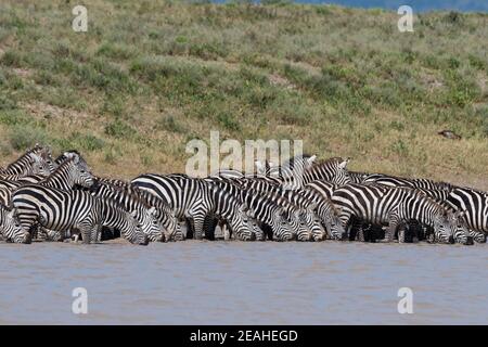 Plains zebras (Equus quagga), Ndutu, Ngorongoro Conservation Area, Serengeti, Tanzania. Stock Photo