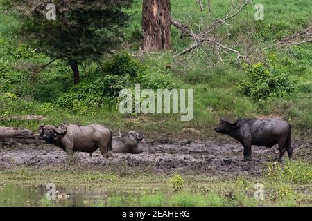 African buffalos, Syncerus caffer, taking a mud bath, Tsavo, Kenya. Stock Photo