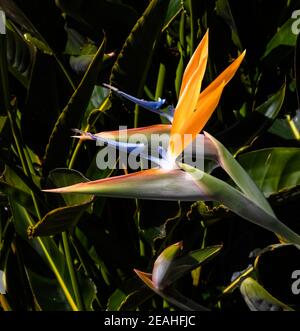 two brightly colored bird of paradise flowers closeup against a dark green leaf background Stock Photo
