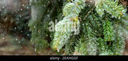 Freezing rain on tree branch Stock Photo
