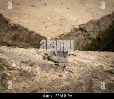 Pied Wagtail fledgling perched on some rocks Stock Photo