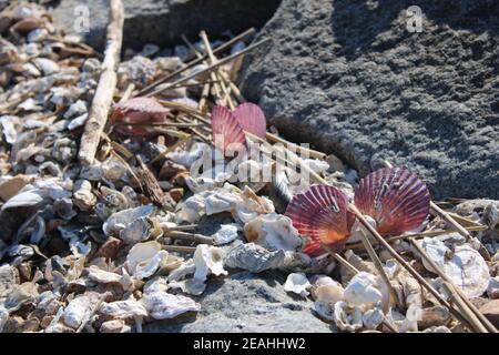 Glowing purple scallop shells on rocky beach in afternoon light Stock Photo