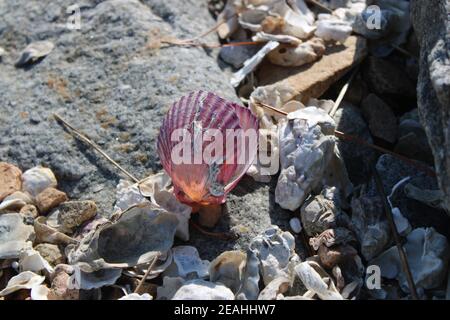 Glowing purple scallop shells on beach in afternoon light Stock Photo