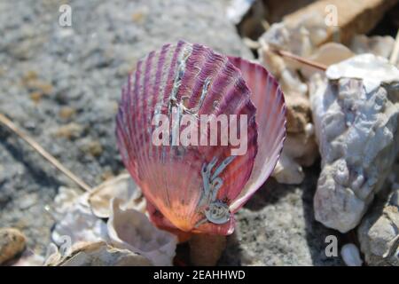 Glowing purple scallop shells on beach in afternoon light Stock Photo