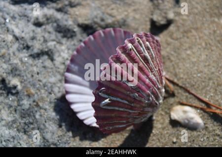 Open purple scallop shells on sandy beach Stock Photo