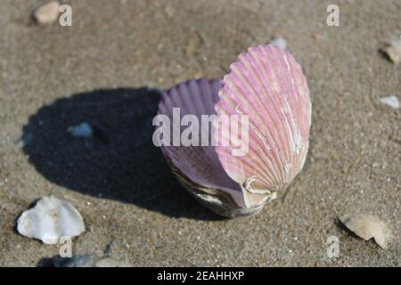 Purple scallop shells casting shadow on sandy beach Stock Photo