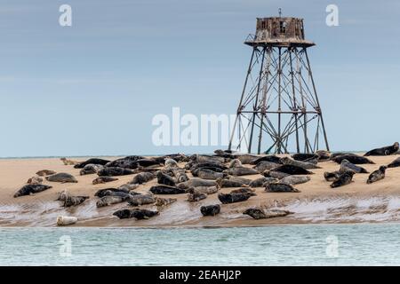Le phare de Walde et sa colonie de phoques gris∞The Walde lighthouse and its colony of gray seals Stock Photo