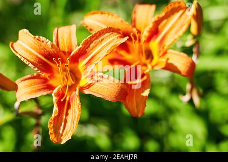 Spring orange lily on the blurred green background. Flowers and herbs backgrounds Stock Photo