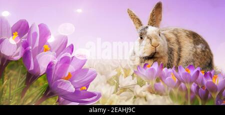 Easter bunny sits in purple and white crocus field. Easter card o background with place for text Stock Photo