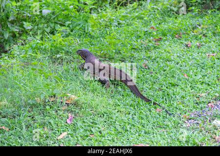 Monitor lizard's fat tail. The monitor lizard hid from the man, but the tail remained outside, like an ostrich hiding its head in the sand (stick head Stock Photo