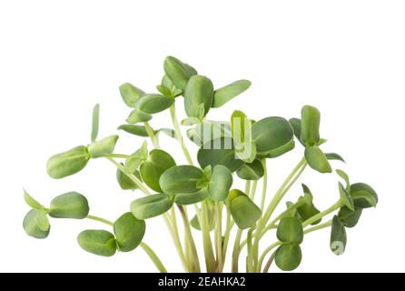 Fresh microgreens of Sunflowers isolated on white background. Stock Photo