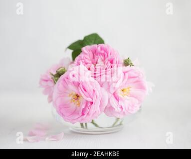 Bouquet of  pale pink Roses against  of light grey wooden background.  Tea Roses.  Shallow depth of field. Selective focus. Stock Photo