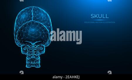 Polygonal vector illustration of a human skull, back view. Anatomical model of the skull and cervical spine on dark blue background. Stock Vector