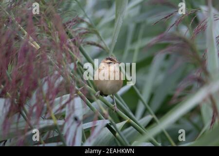 common reed bunting (Emberiza schoeniclus) a common reed bunting standing on a sedge stem Stock Photo