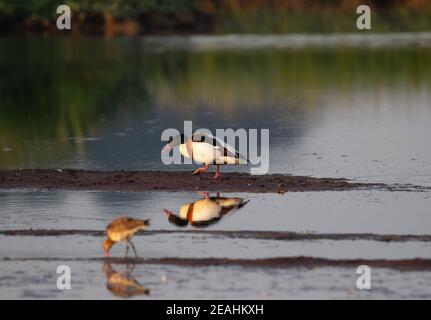 Common shelduck (Tadorna tadorna) and Greenshank (Tringa nebularia) walking in the water of a lake with reflections