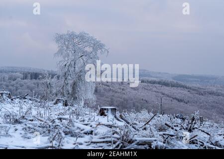 Snow covered tree in the snowy hilly and mountainous Taunus landscape on an overcast winter day Stock Photo