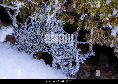 Frozen spider web with moss on a cold and snowy winter day Stock Photo