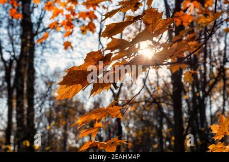 Orange autumn maple leaves on branch in sunny autumn day. Stock Photo